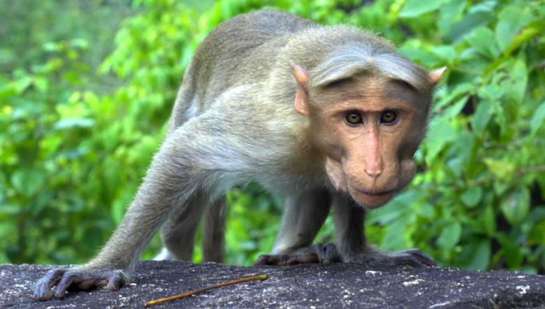 Free stock image of Curious Monkey created by DEEPU DAS