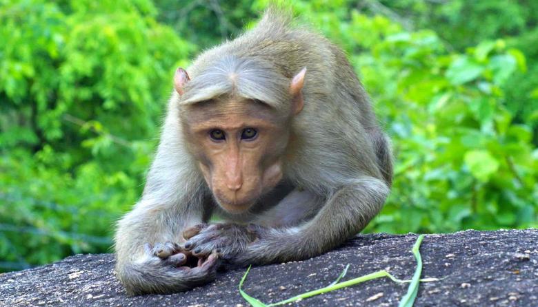 Free stock image of Monkey looking created by DEEPU DAS