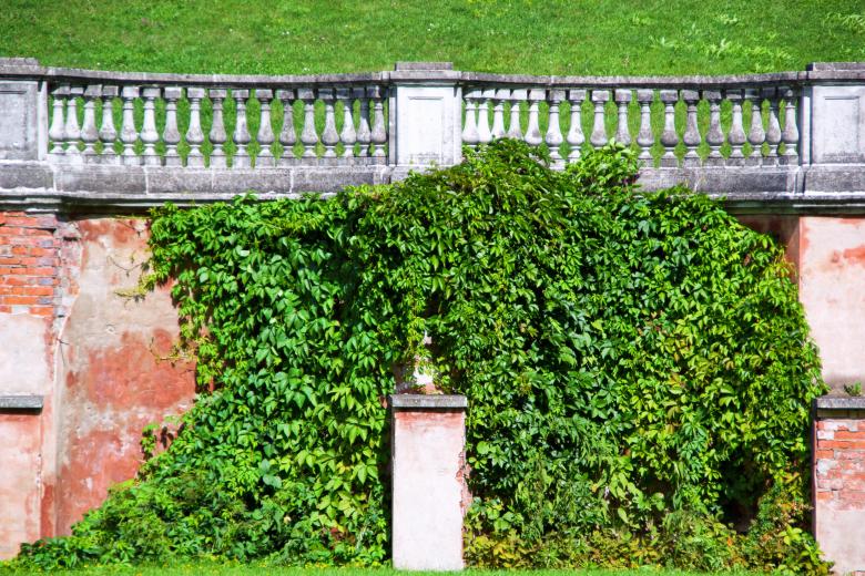 Free stock image of wall with leaves created by 2happy