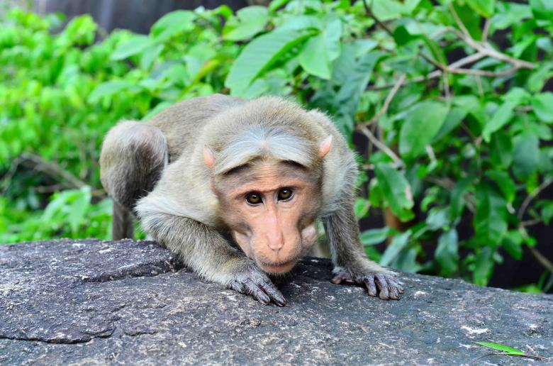 Free stock image of Monkey created by DEEPU DAS