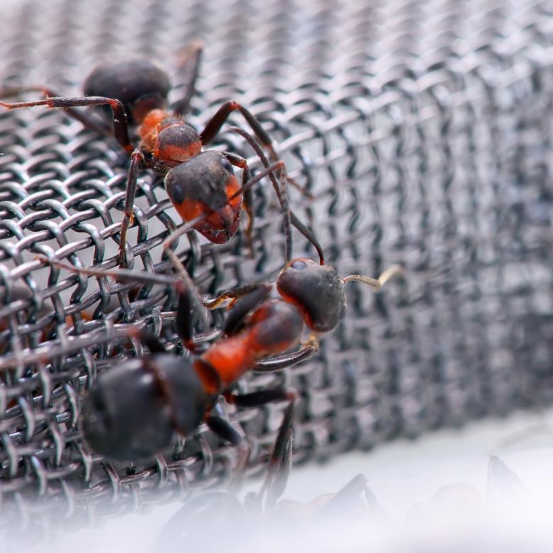 Free stock image of Ants created by 2happy