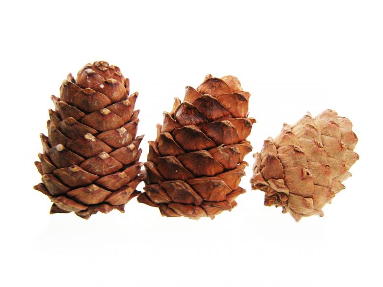 Free stock image of Pine cones created by 2happy