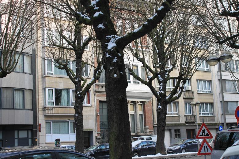 Free stock image of Snow on the trees in the city created by rakesh sahni