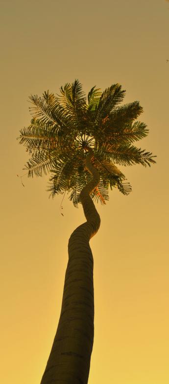 Free stock image of Palm Tree created by Shermo