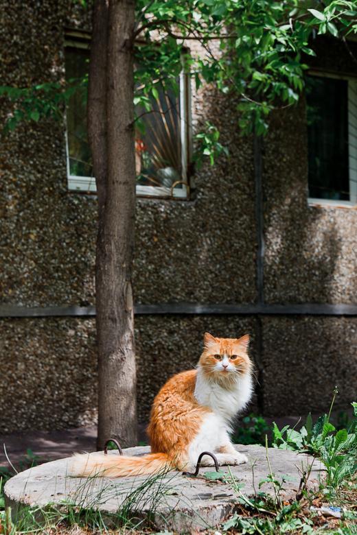 Free stock image of Cat created by skydie