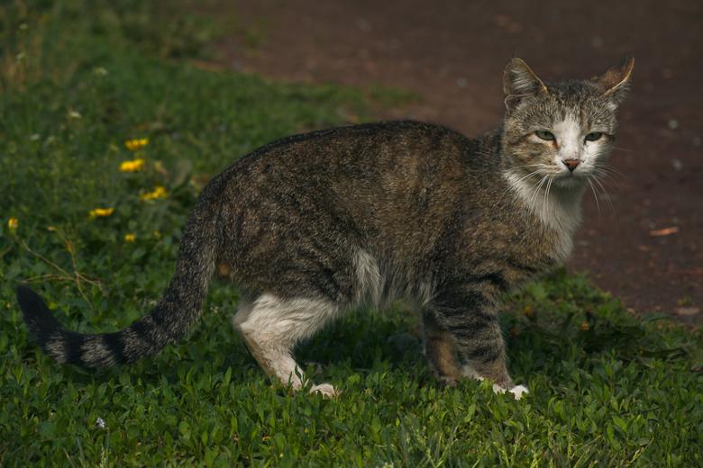 Free stock image of Cat created by skydie