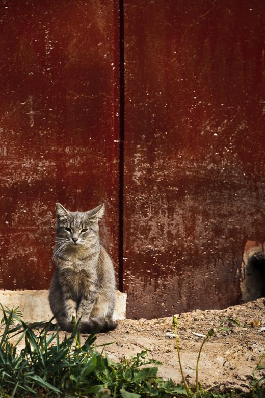 Free stock image of Cat created by skydie