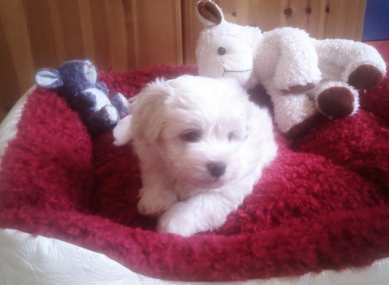Free stock image of Cute Puppy created by Christina Curtis