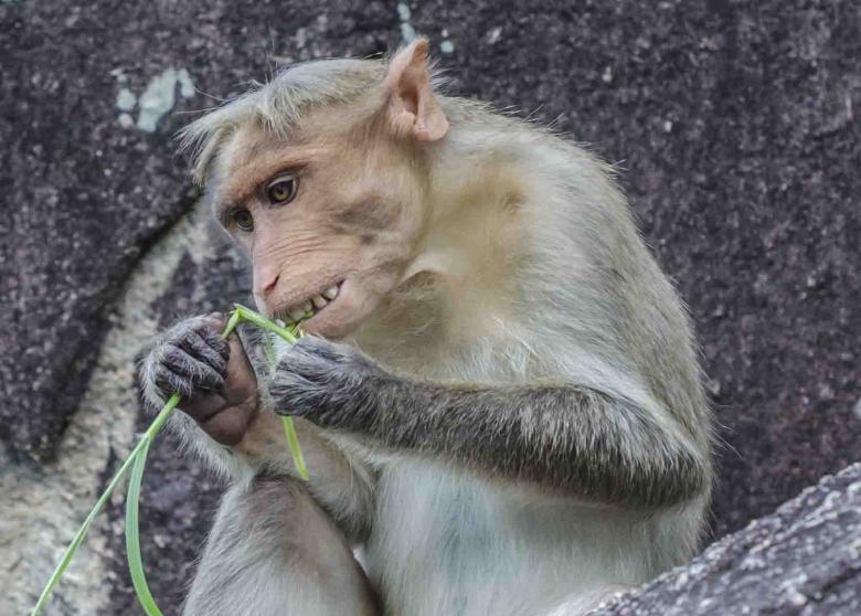 Free stock image of Smiling eat created by DEEPU DAS