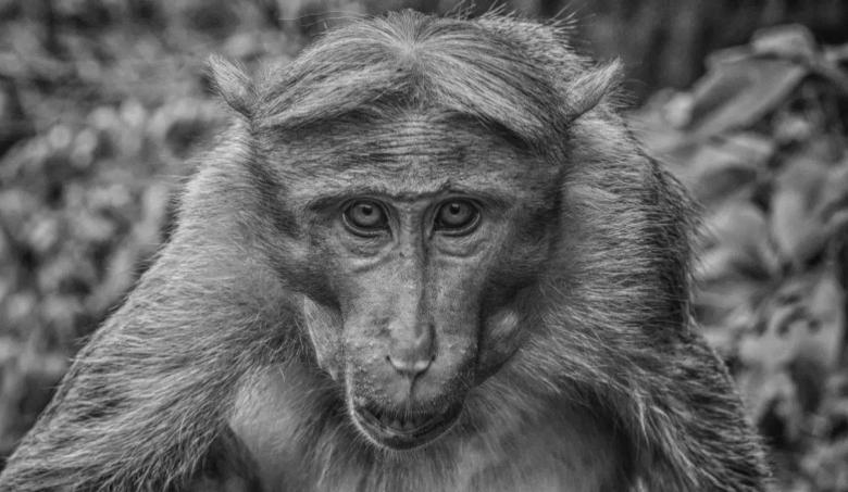 Free stock image of Monkey's Eye created by DEEPU DAS