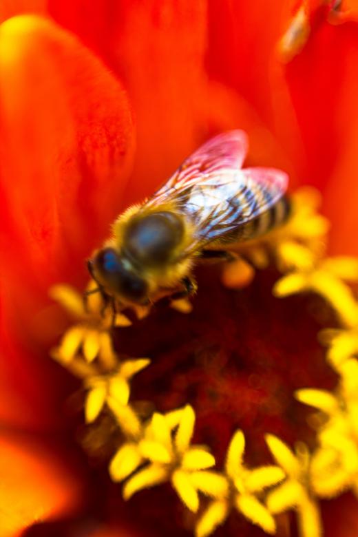 Free stock image of Bee on a flower created by Alen