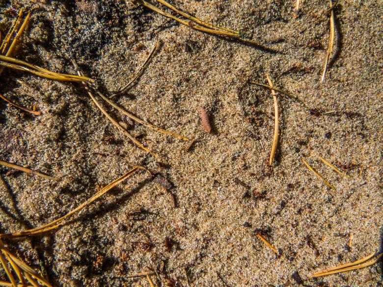 Free stock image of Sand texture created by Janis Urtans