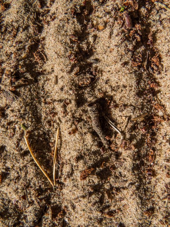Free stock image of Wavy soil texture created by Janis Urtans
