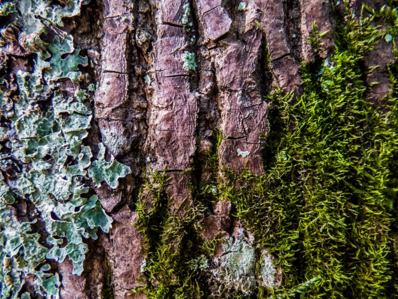 Free stock image of Pine tree with herbs texture created by Janis Urtans