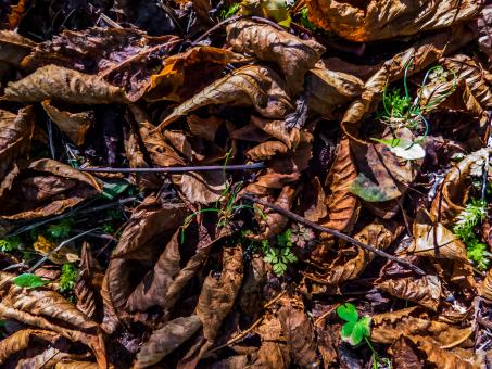 Leafy ground texture - Free Stock Photo