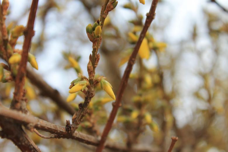 Free stock image of Buds in May created by rakesh sahni