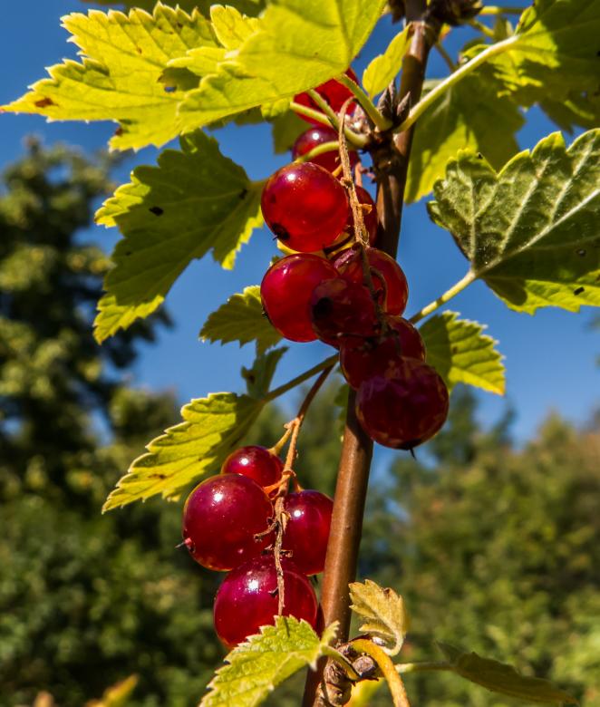 Free stock image of Redcurrant created by Janis Urtans