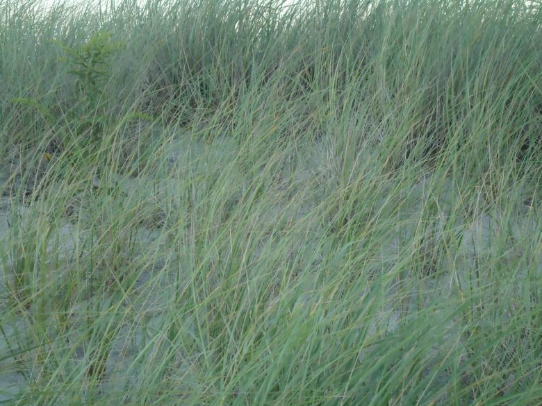 Free stock image of Beach Grass created by Katharine Sparrow