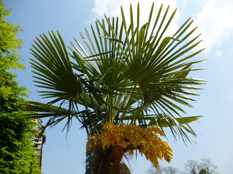 Free stock image of Wild Tree created by Miss Evita