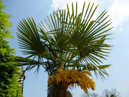 Wild Tree