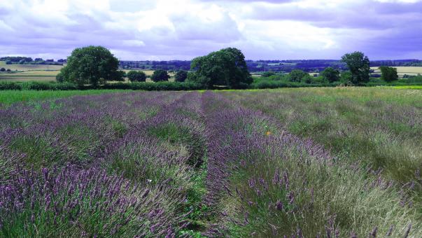 The Lavender Field - Free Stock Photo