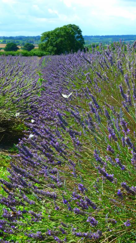 Free stock image of The Lavender Field created by Miss Evita