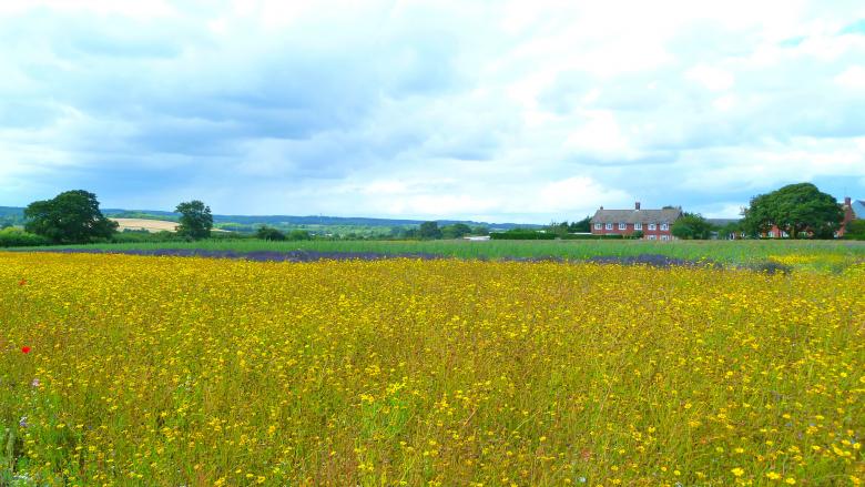 Free stock image of The Yellow Meadow created by Miss Evita