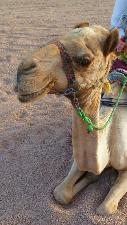 Free stock image of Camel created by Miss Evita