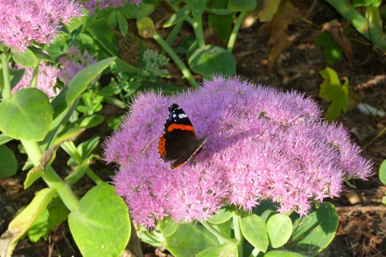 Free stock image of Butterfly on the Flowers created by Miss Evita