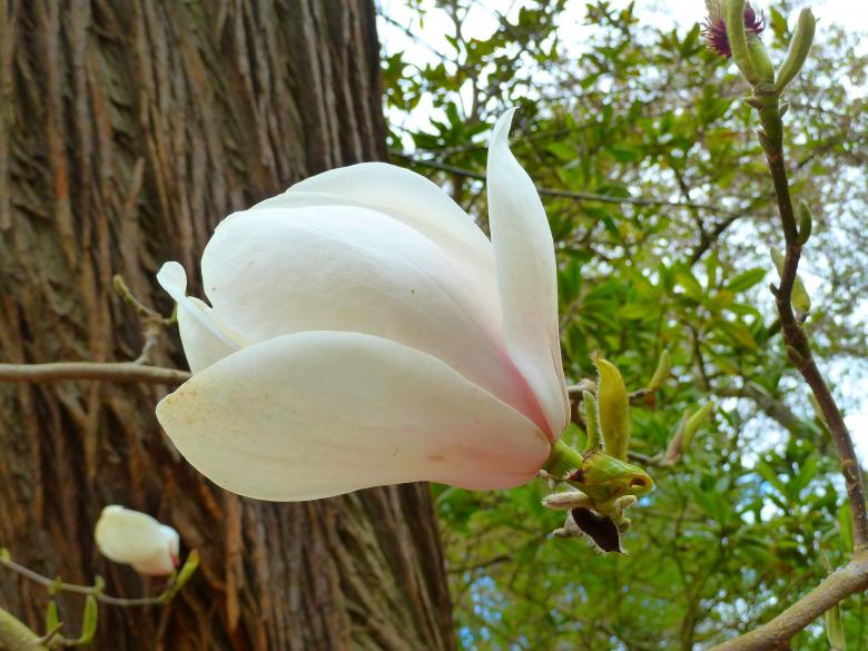 Free stock image of Wild Flower created by Miss Evita