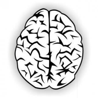 Brain vector - Free Stock Photo