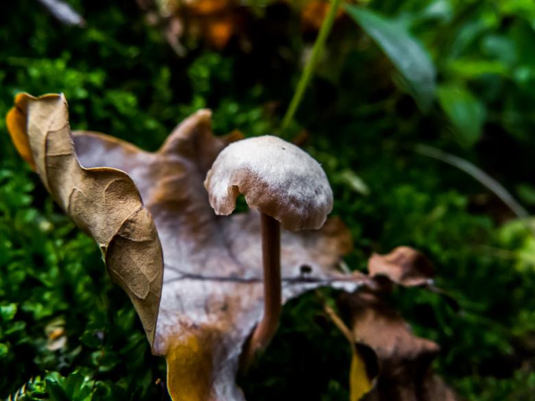 Free stock image of Inedible mushrooms created by Janis Urtans