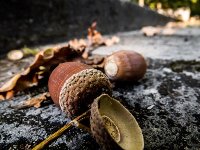 Free stock image of Acorn created by Janis Urtans