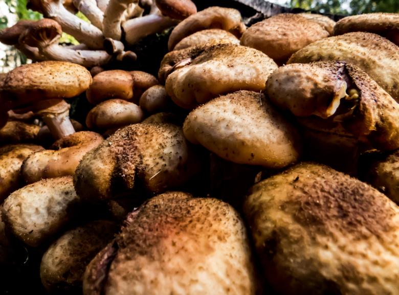 Free stock image of Inedible mushrooms created by Janis Urtans