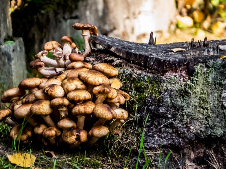Free stock image of Inedible mushrooms created by Janis Urtans