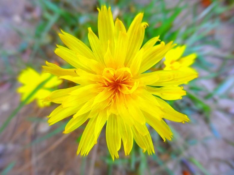 Free stock image of Dandelion created by burki169