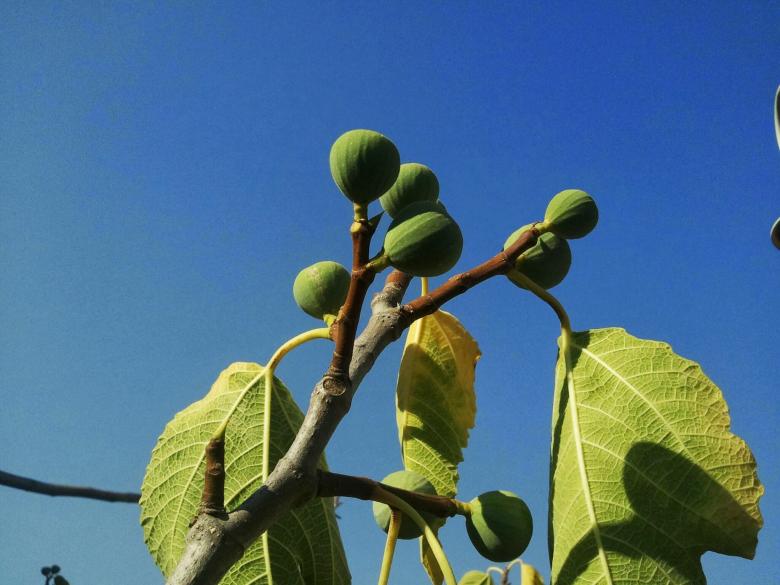 Free stock image of Fig tree branch created by Matan Reichman