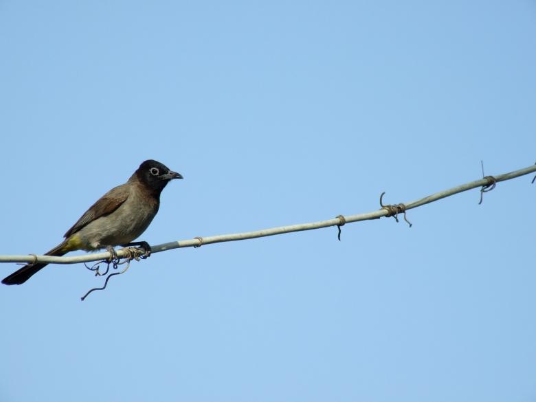 Free stock image of Bird on a branch created by Matan Reichman
