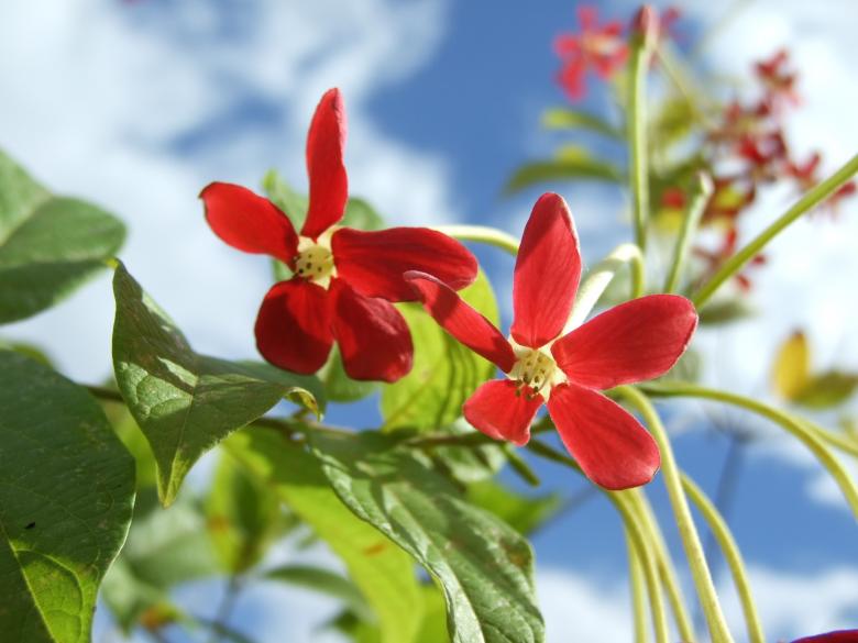 Free stock image of Red flower created by Matan Reichman