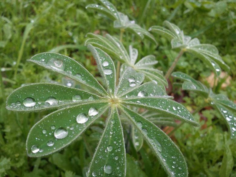 Free stock image of Leaf created by Matan Reichman