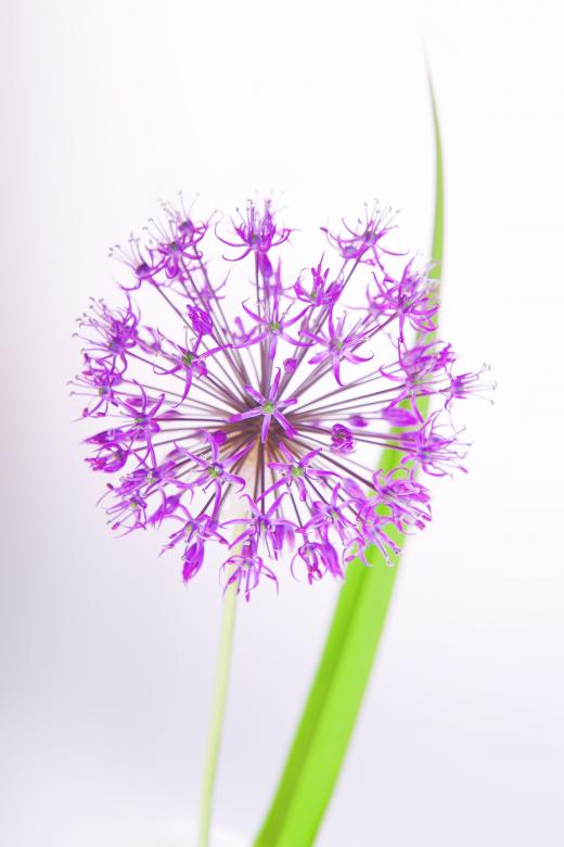 Free stock image of Bright flower created by 2happy