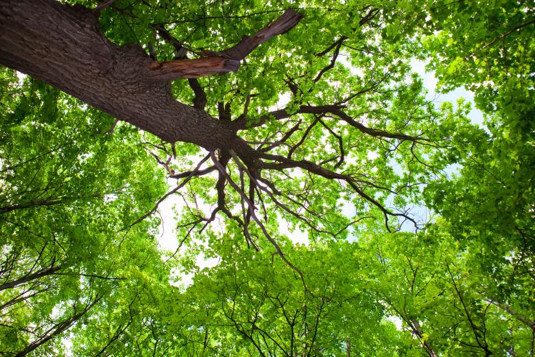 Free stock image of Forest tree created by 2happy