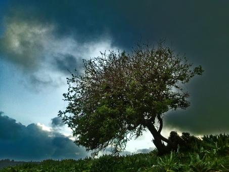 Tree on a background of cloudy Landscape - Free Stock Photo
