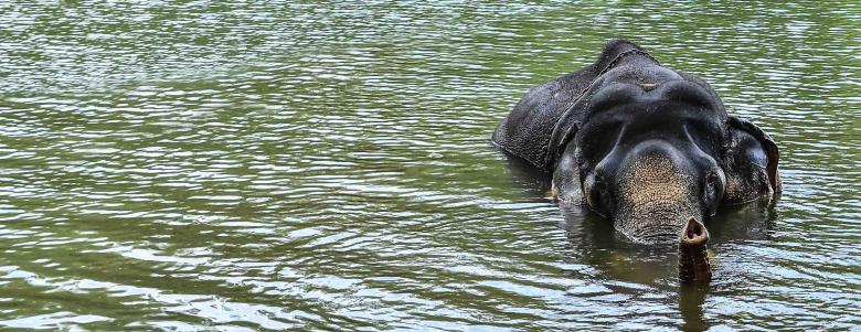 Free stock image of Elephant in water created by DEEPU DAS