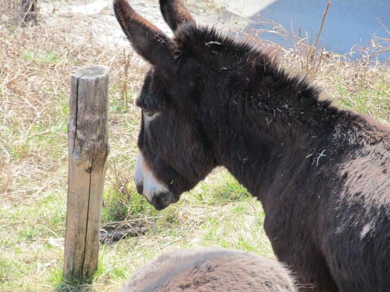 Free stock image of Donkey created by xm.roberta