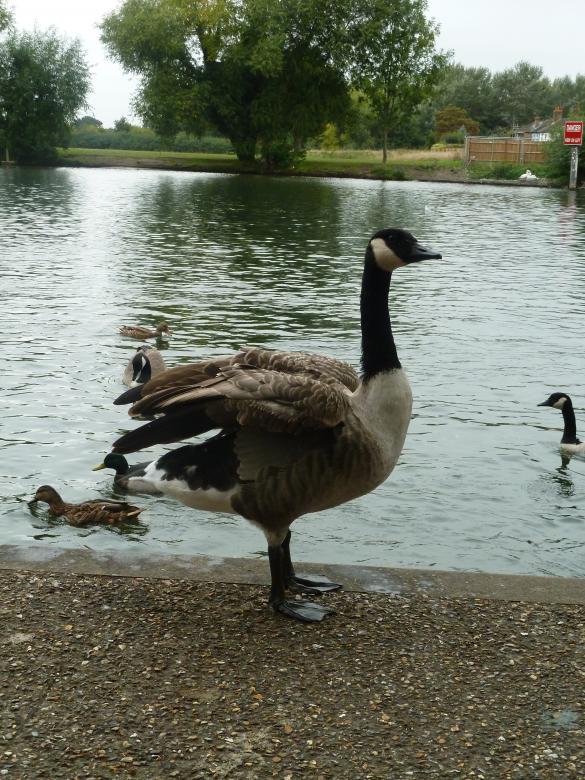 Free stock image of The Duck created by Miss Evita