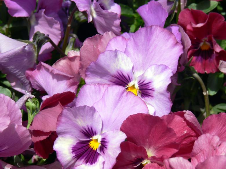 Free stock image of Purple flowers created by Jeremy Low