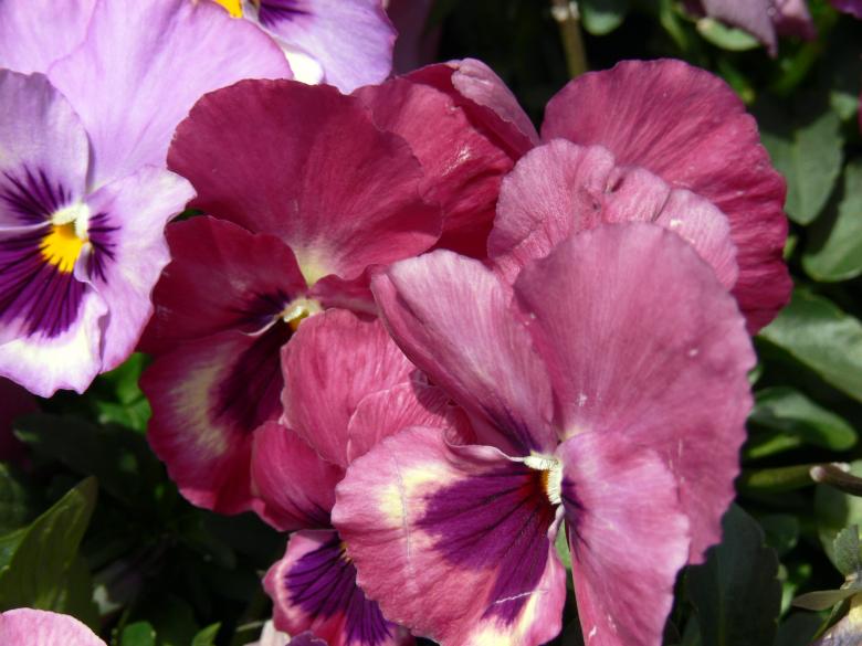 Free stock image of Purple maroon flower created by Jeremy Low