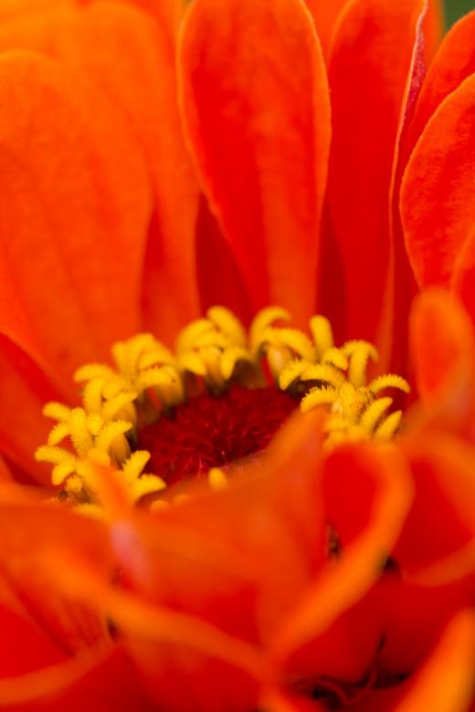 Free stock image of Orange Flower created by Alen