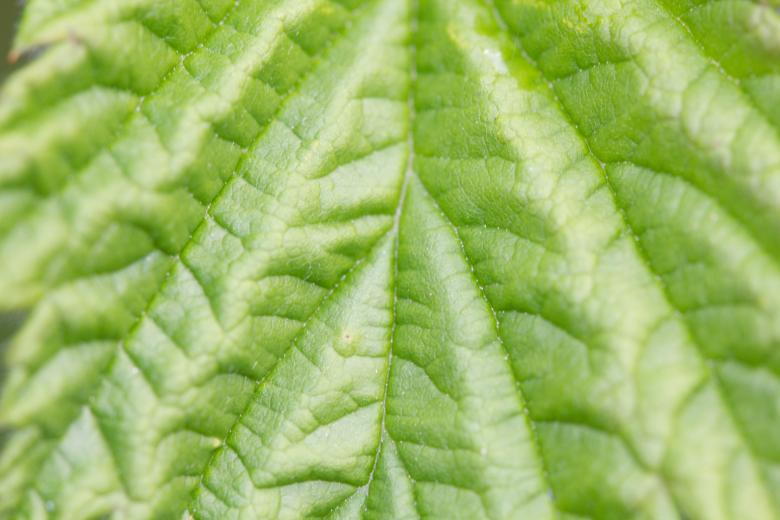 Free stock image of Leaf created by Alen